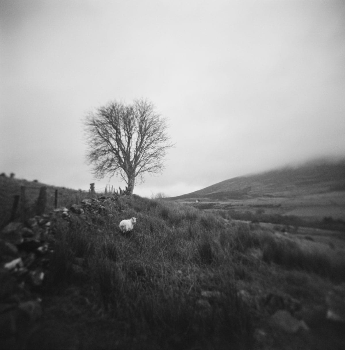 Holga Glass vs Plastic Lens Image Comparisons by Alec Pain on Shoot It With Film