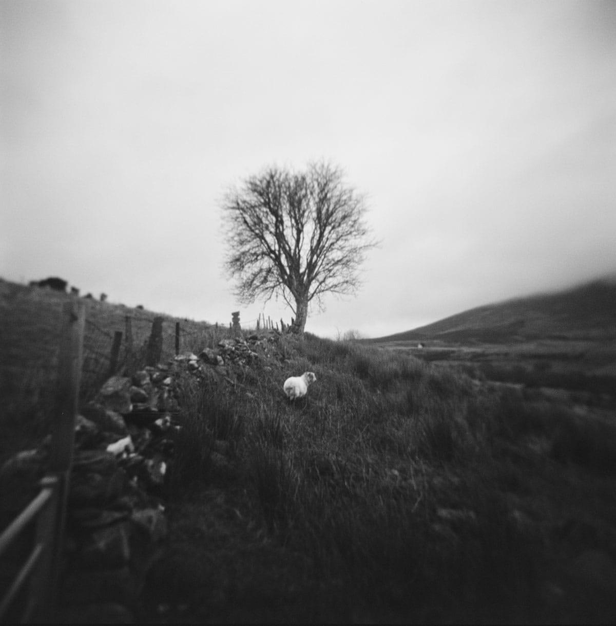 Holga Glass vs Plastic Lens Image Comparisons by Alec Pain on Shoot It With Film