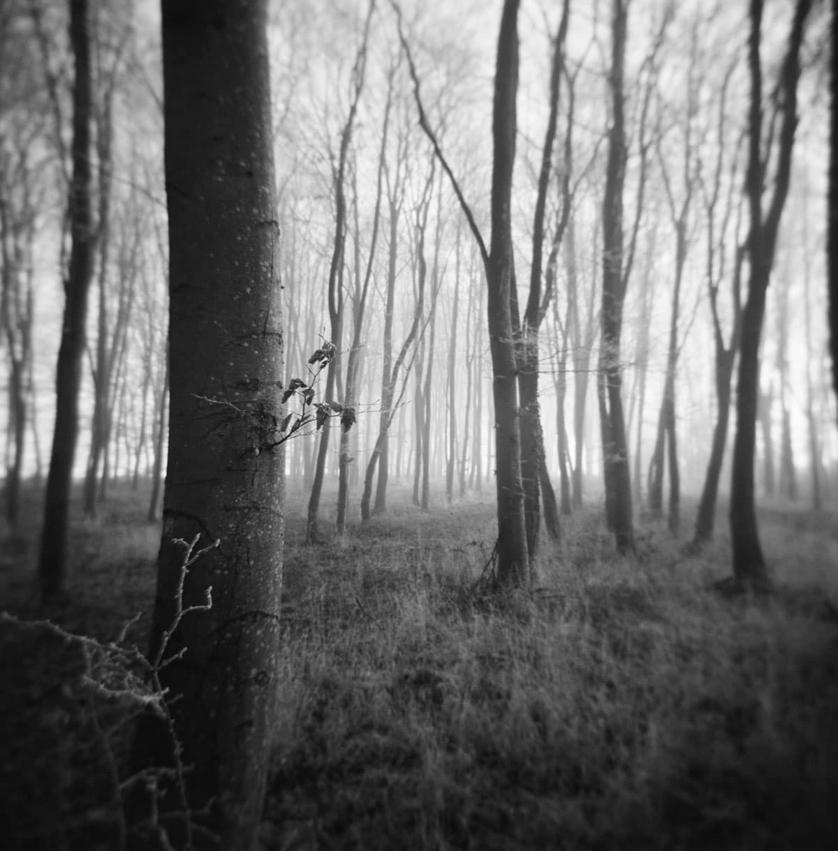 Holga Glass vs Plastic Lens Image Comparisons by Alec Pain on Shoot It With Film