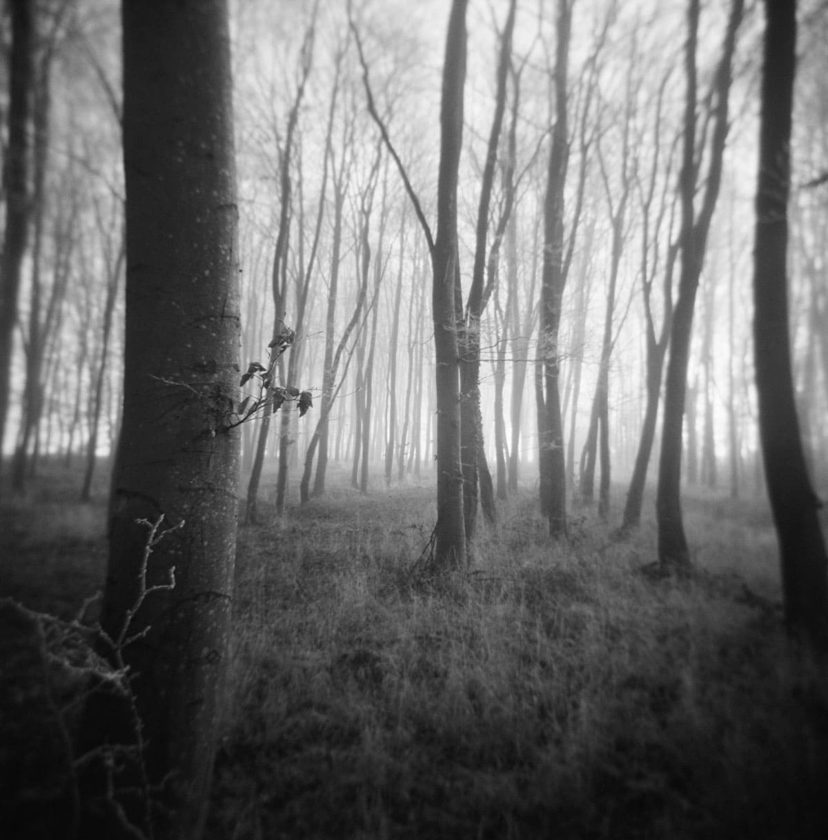 Holga Glass vs Plastic Lens Image Comparisons by Alec Pain on Shoot It With Film