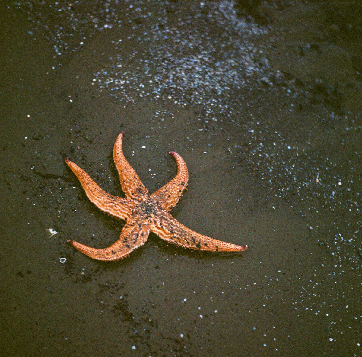 Tasmania Travel Story on Medium Format Film by Sarah McAskill on Shoot It With Film