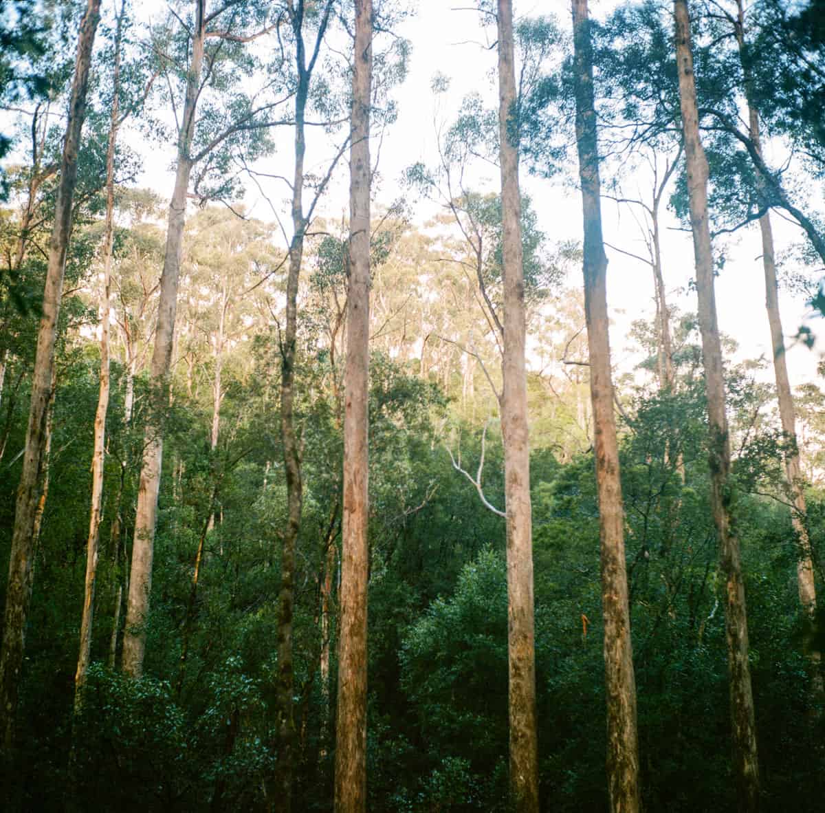 Tasmania Travel Story on Medium Format Film by Sarah McAskill on Shoot It With Film
