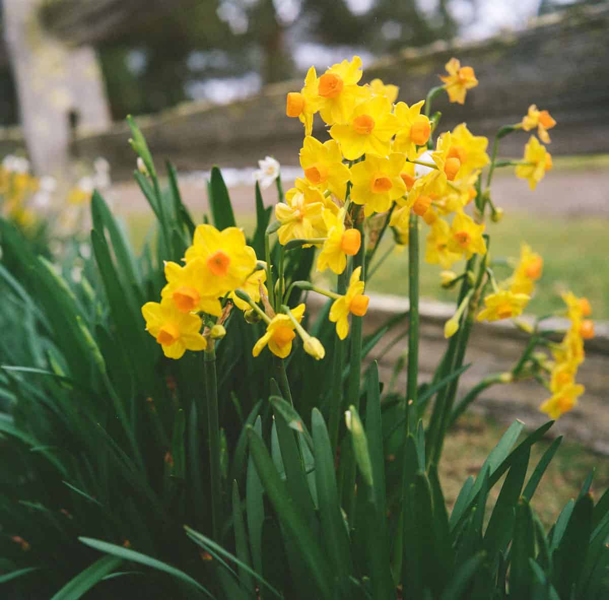 Tasmania Travel Story on Medium Format Film by Sarah McAskill on Shoot It With Film