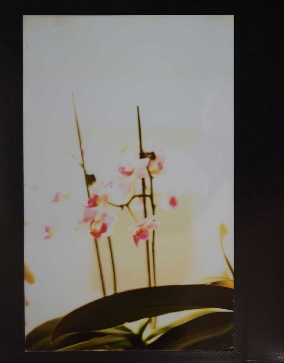 How to Use the Graflex Speed Graphic by Alec Pain on Shoot It With Film