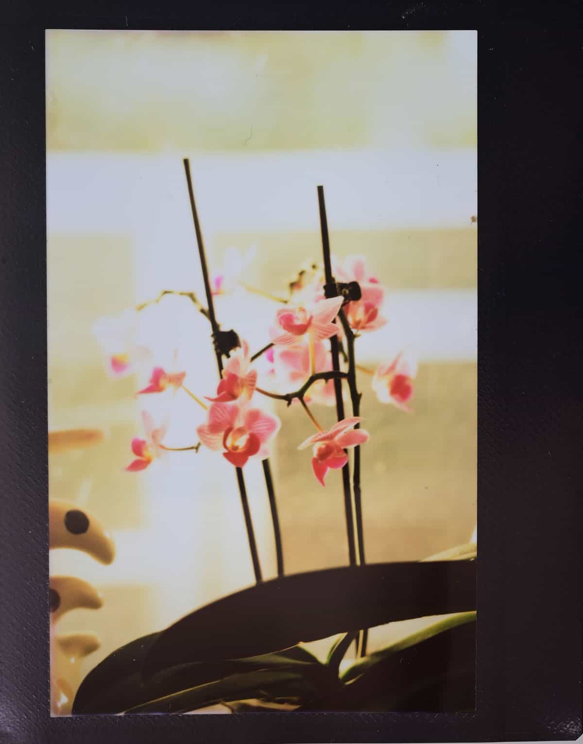 How to Use the Graflex Speed Graphic by Alec Pain on Shoot It With Film