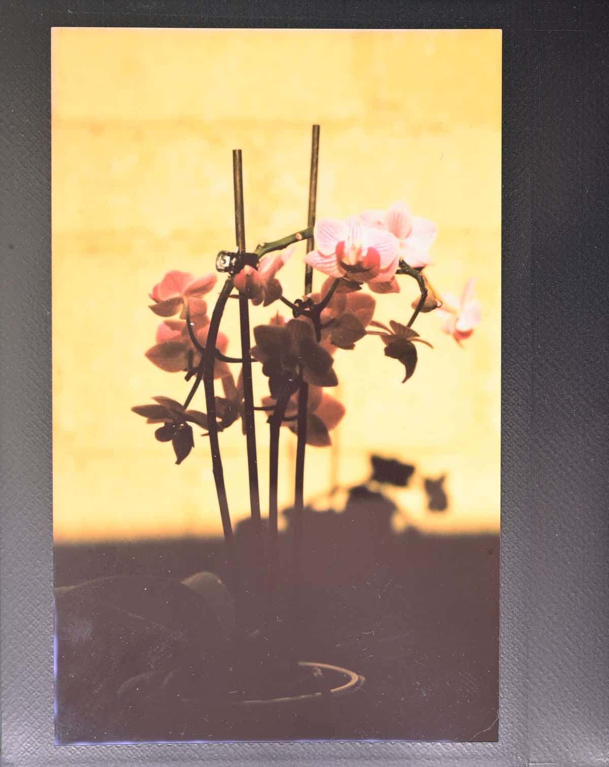 How to Use the Graflex Speed Graphic by Alec Pain on Shoot It With Film