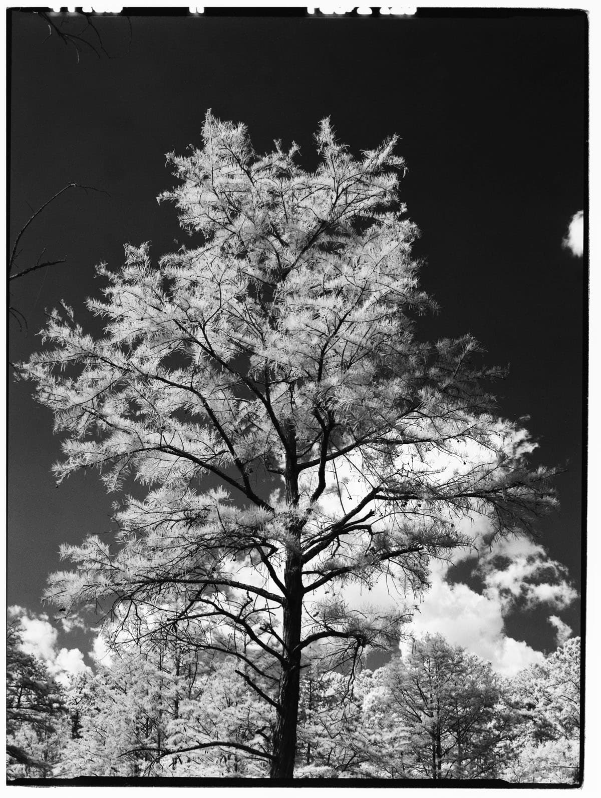Infrared Film Photography Experiment by Hansel Ong on Shoot It With Film