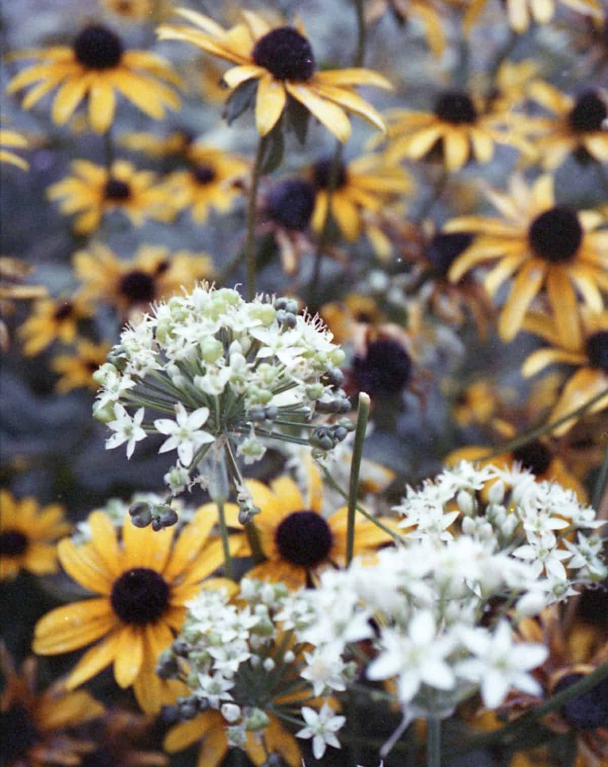 Pentax 17 Half Frame Film Camera Review by Taylor Blanchard on Shoot It With Film