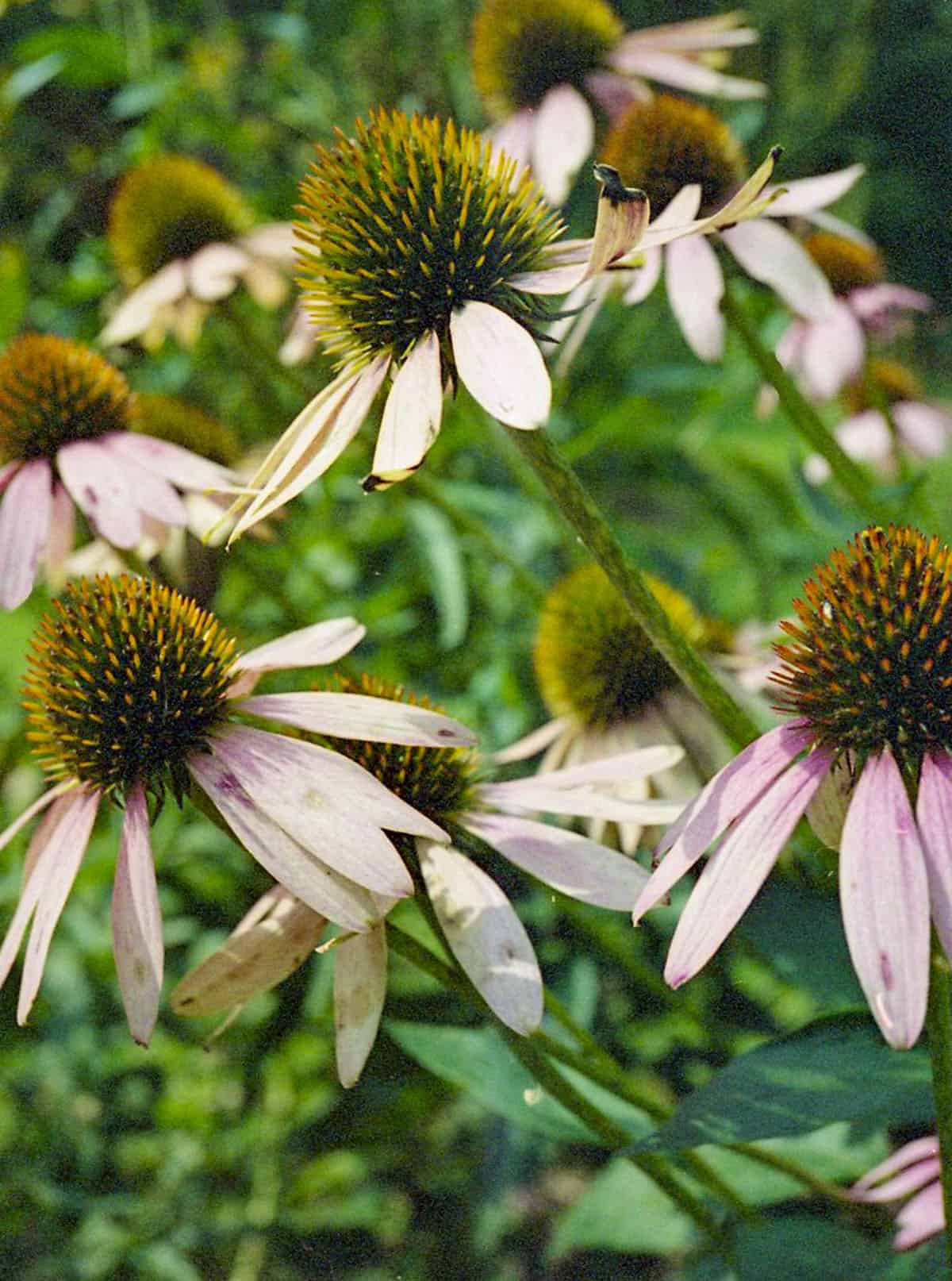 Pentax 17 Half Frame Film Camera Review by Taylor Blanchard on Shoot It With Film