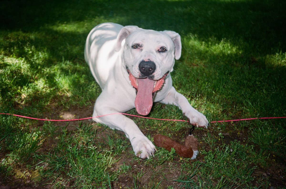 Canon Sure Shot WP-1 35mm Weatherproof Film Camera Review by Katya Rowny on Shoot It With Film