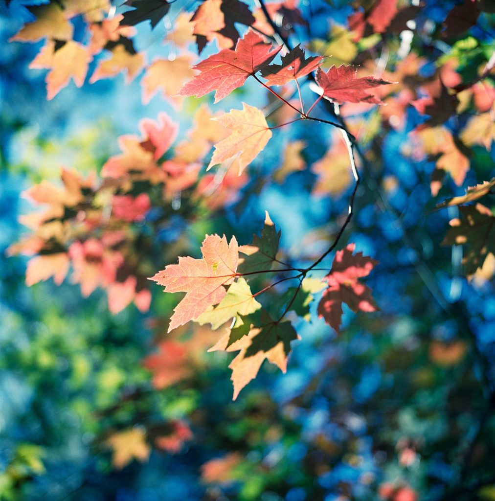 Kodak Portra 400 Film Review by Mike Amos on Shoot It With Film