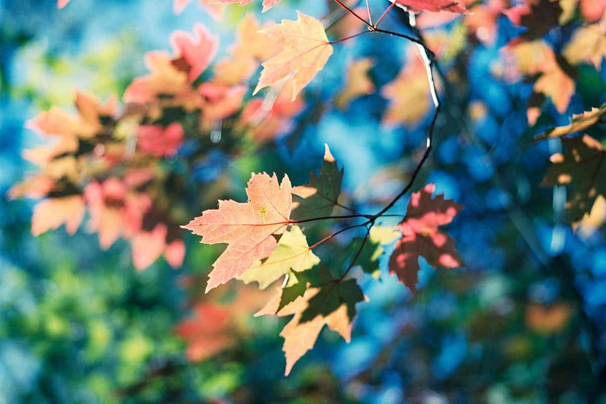 Kodak Portra 400 Film Review by Mike Amos on Shoot It With Film