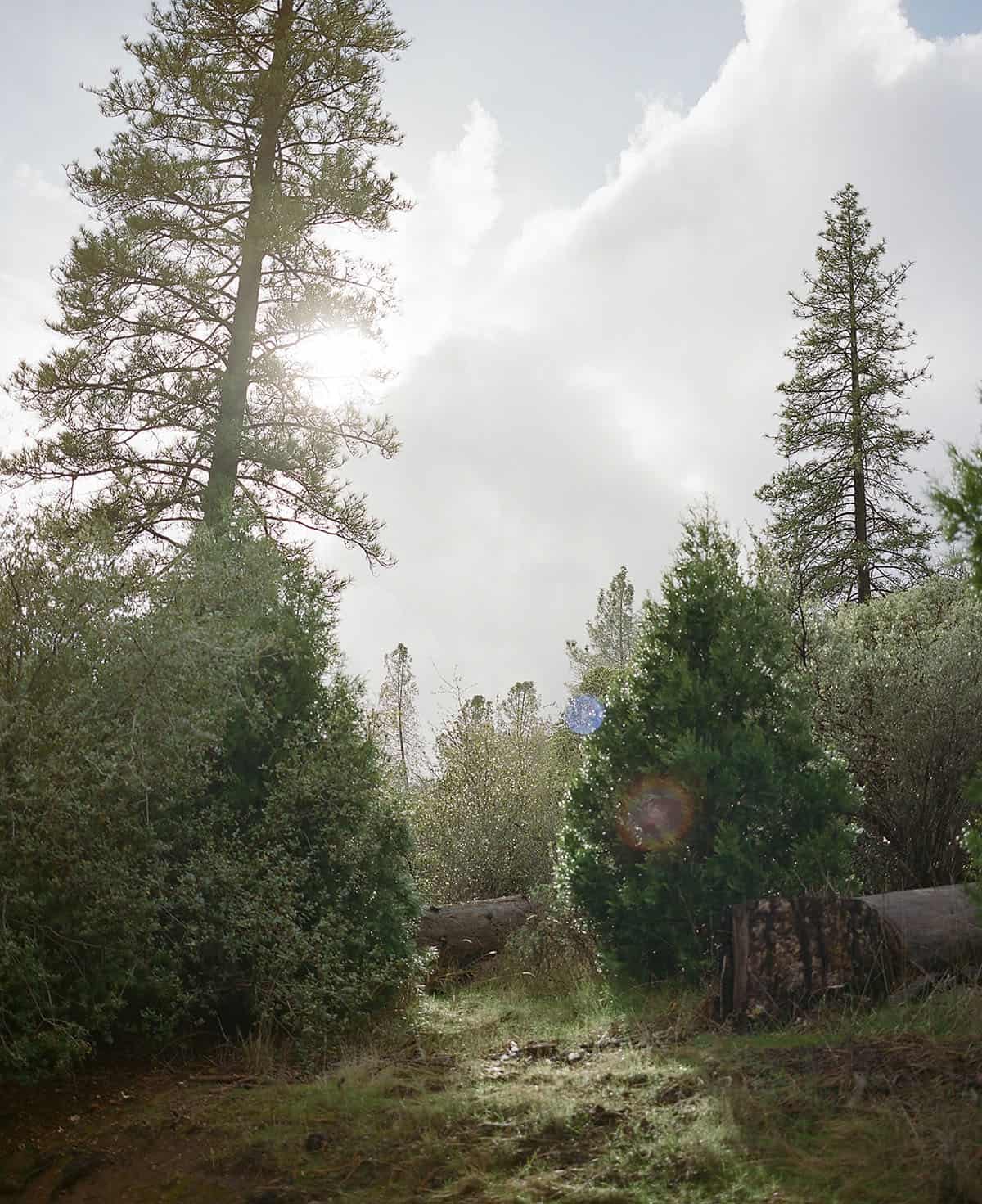 Mamiya 7II Review: Mamiya 7II vs Pentax 67II Medium Format Film Camera by Radostina Boseva on Shoot It With Film