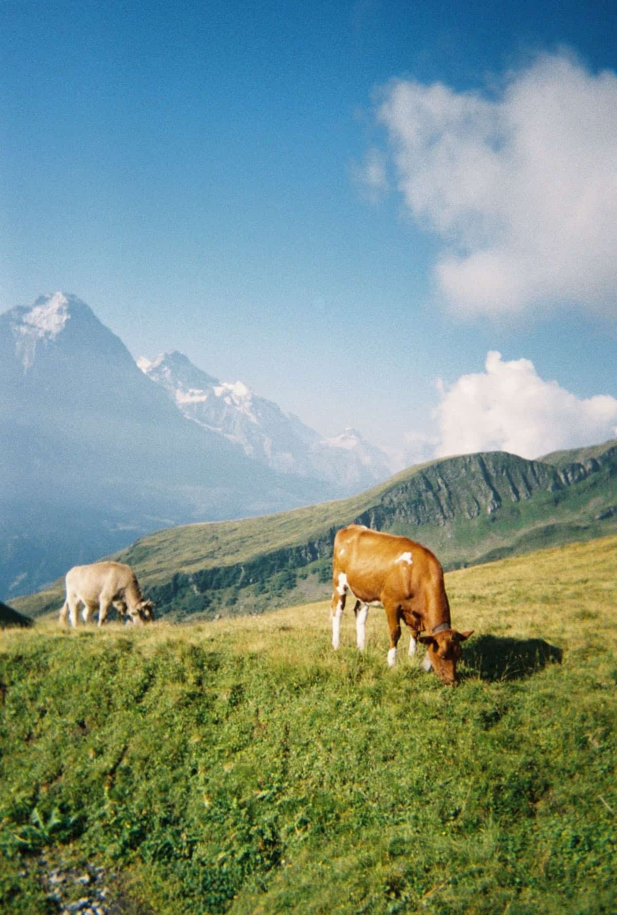 Switzerland Travel Story on 35mm Film by Sydney LeGrande on Shoot It With Film
