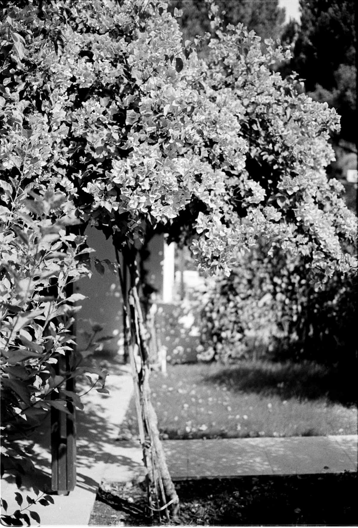 Turkey Travel Story on BW 35mm Film by Enes Ozbayoglu on Shoot It With Film