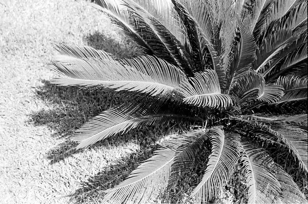 Turkey Travel Story on BW 35mm Film by Enes Ozbayoglu on Shoot It With Film