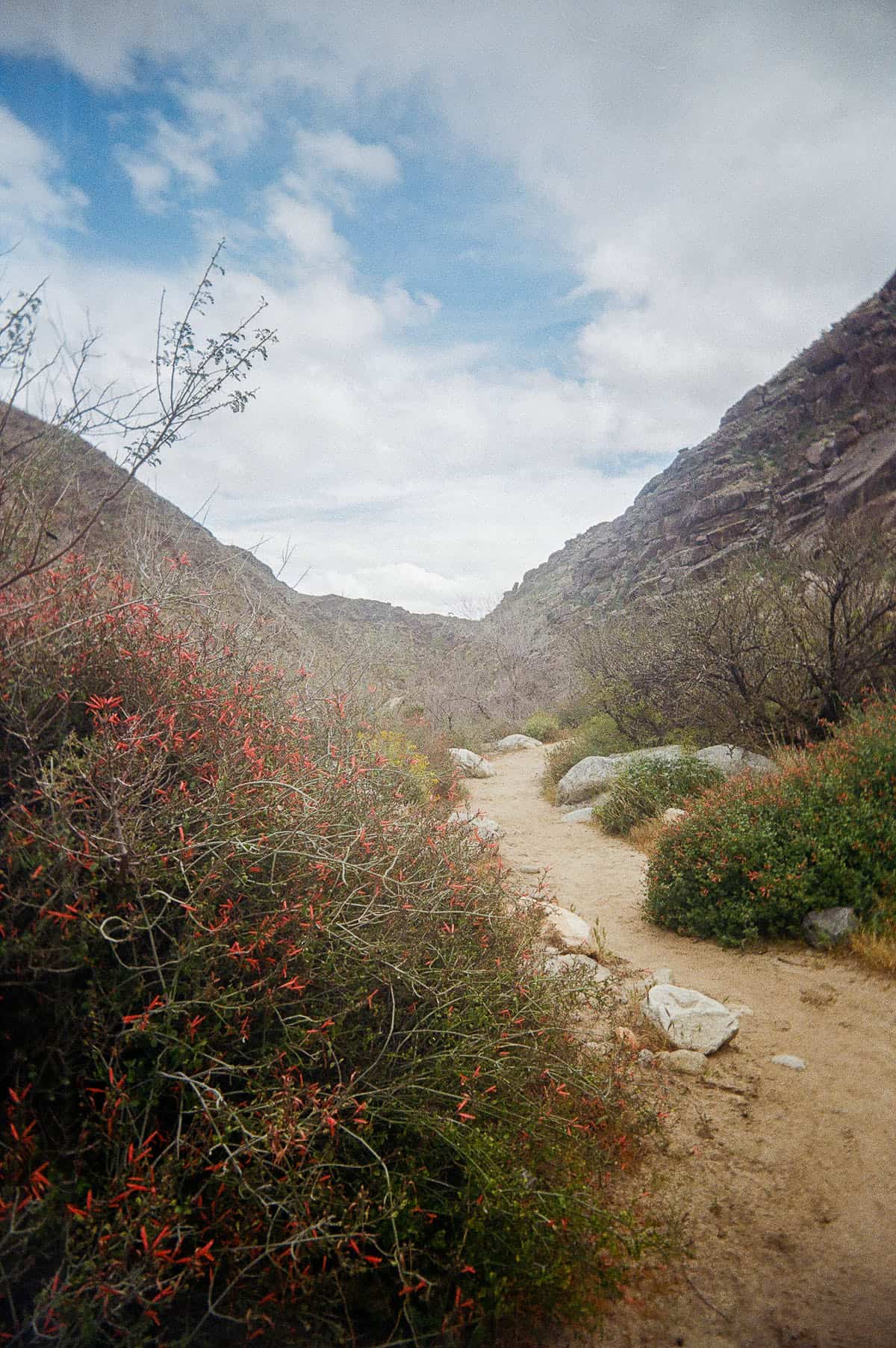 Budget Color Film Under $10 by Taylor Blanchard on Shoot It With Film