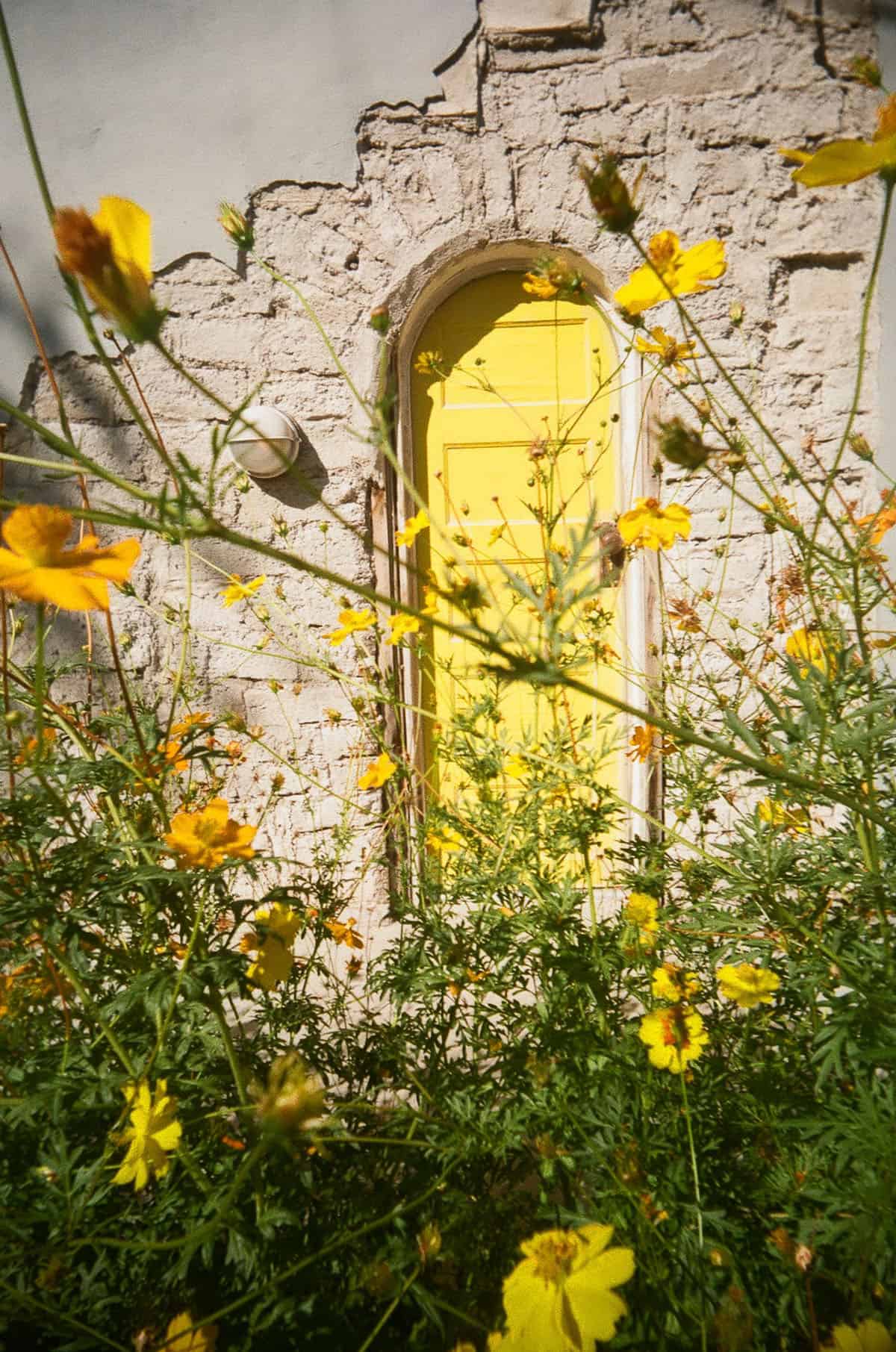 Budget Color Film Under $10 by Taylor Blanchard on Shoot It With Film