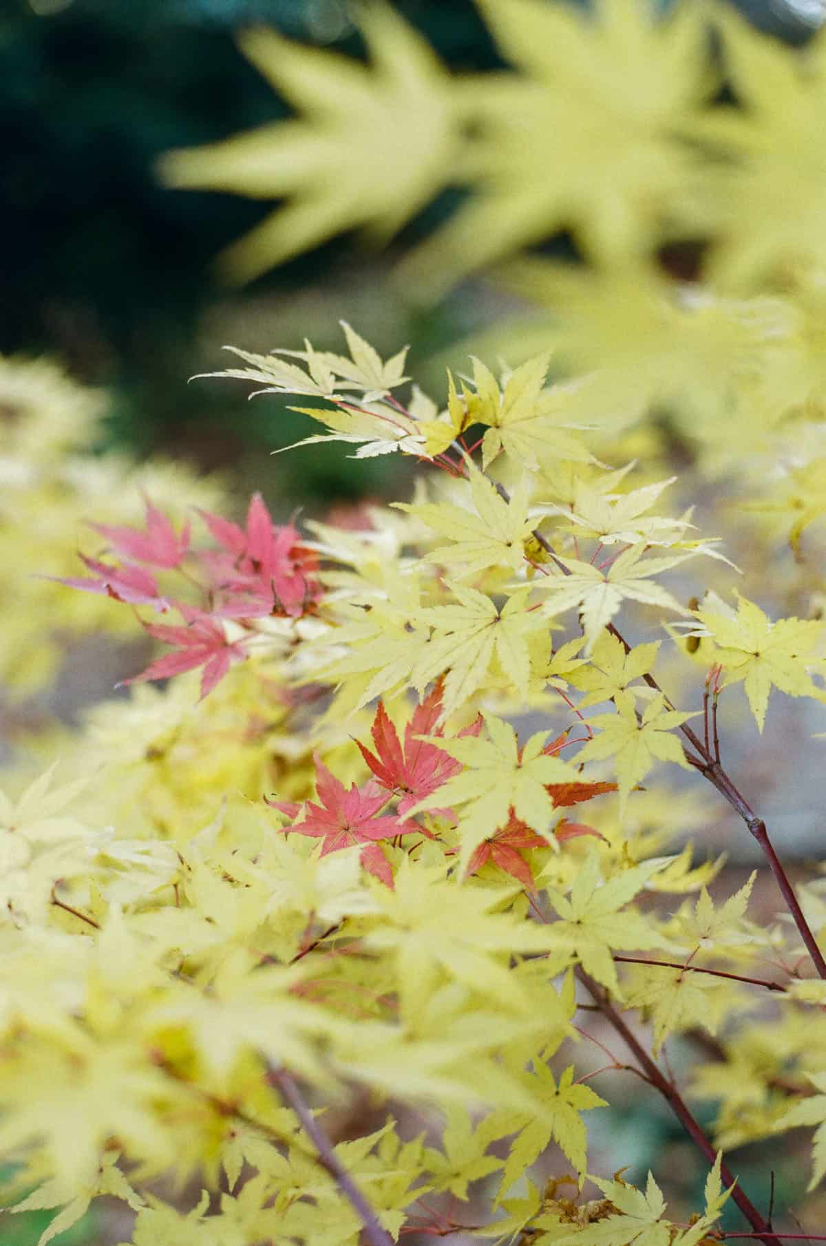 Budget Color Film Under $10 by Taylor Blanchard on Shoot It With Film