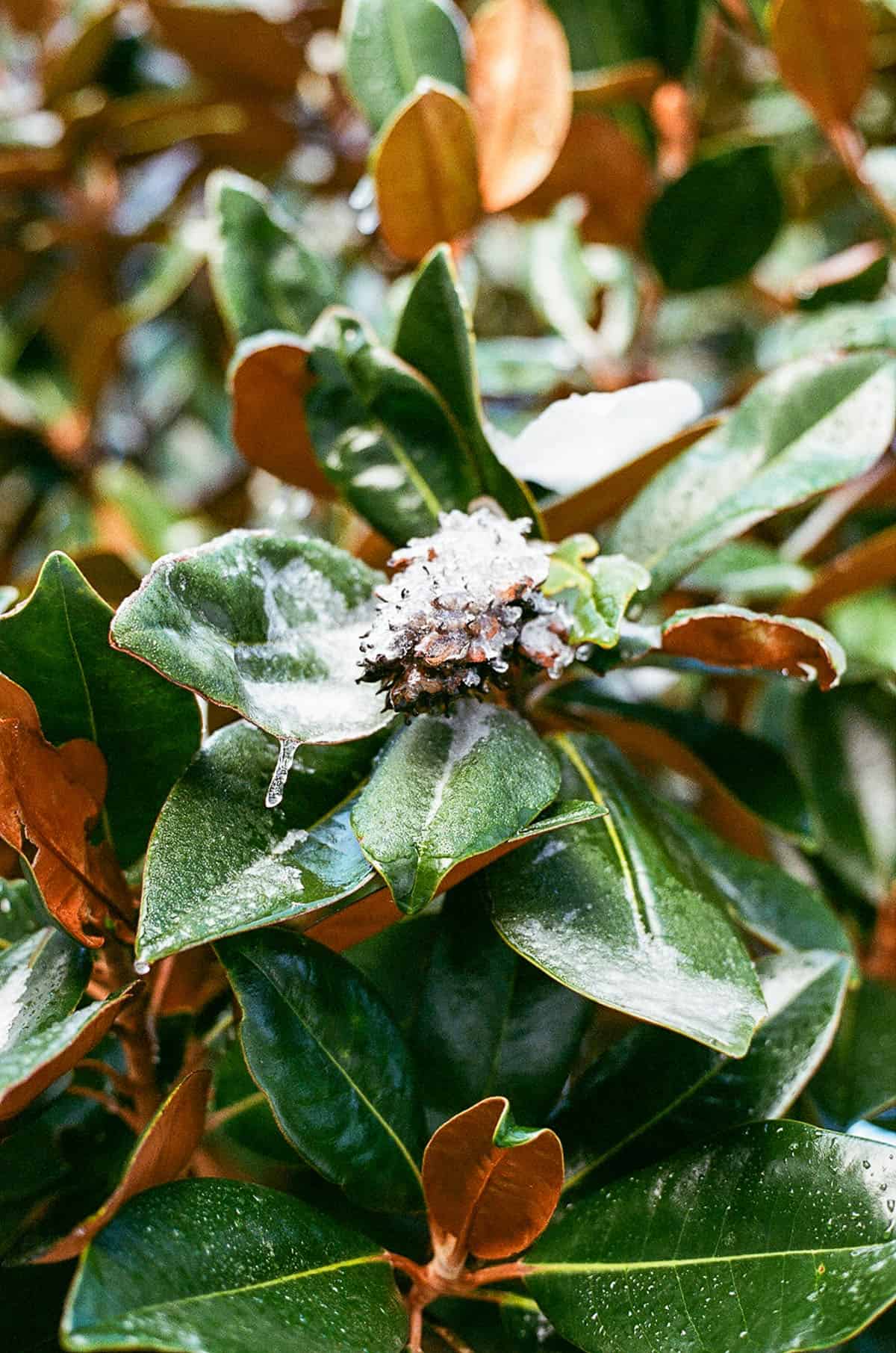 Budget Color Film Under $10 by Taylor Blanchard on Shoot It With Film