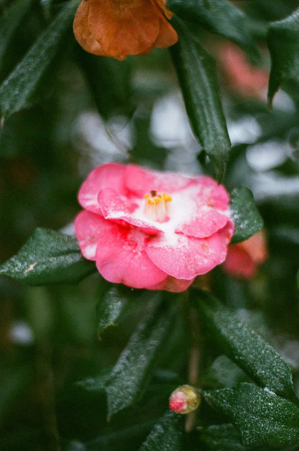 Budget Color Film Under $10 by Taylor Blanchard on Shoot It With Film