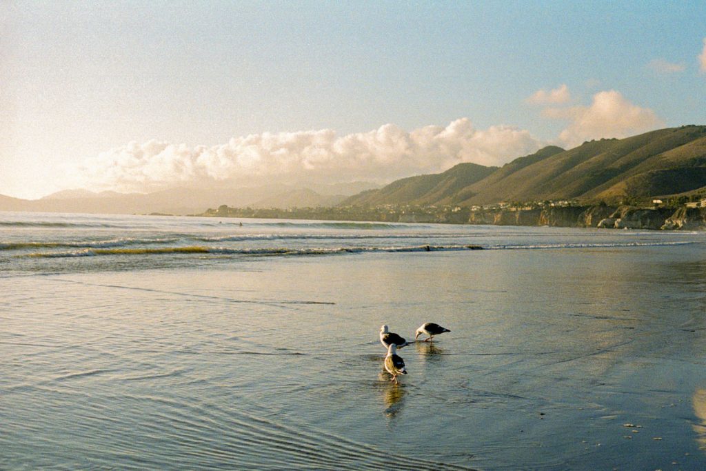 California Photo Story on 35mm Film by Clara Zhu on Shoot It With Film