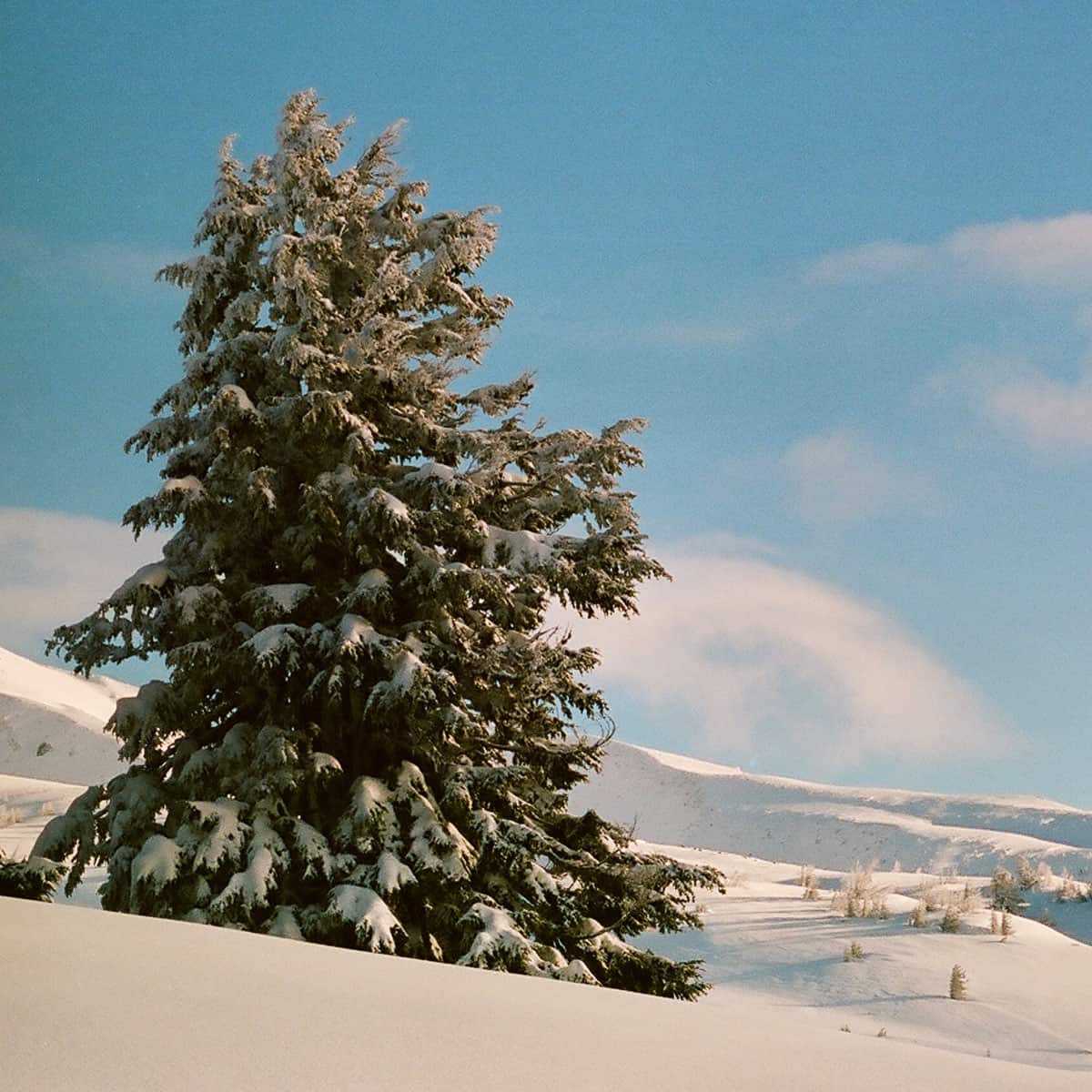 Mount Hood Travel Story on 35mm Film by Curtis Heikkinen