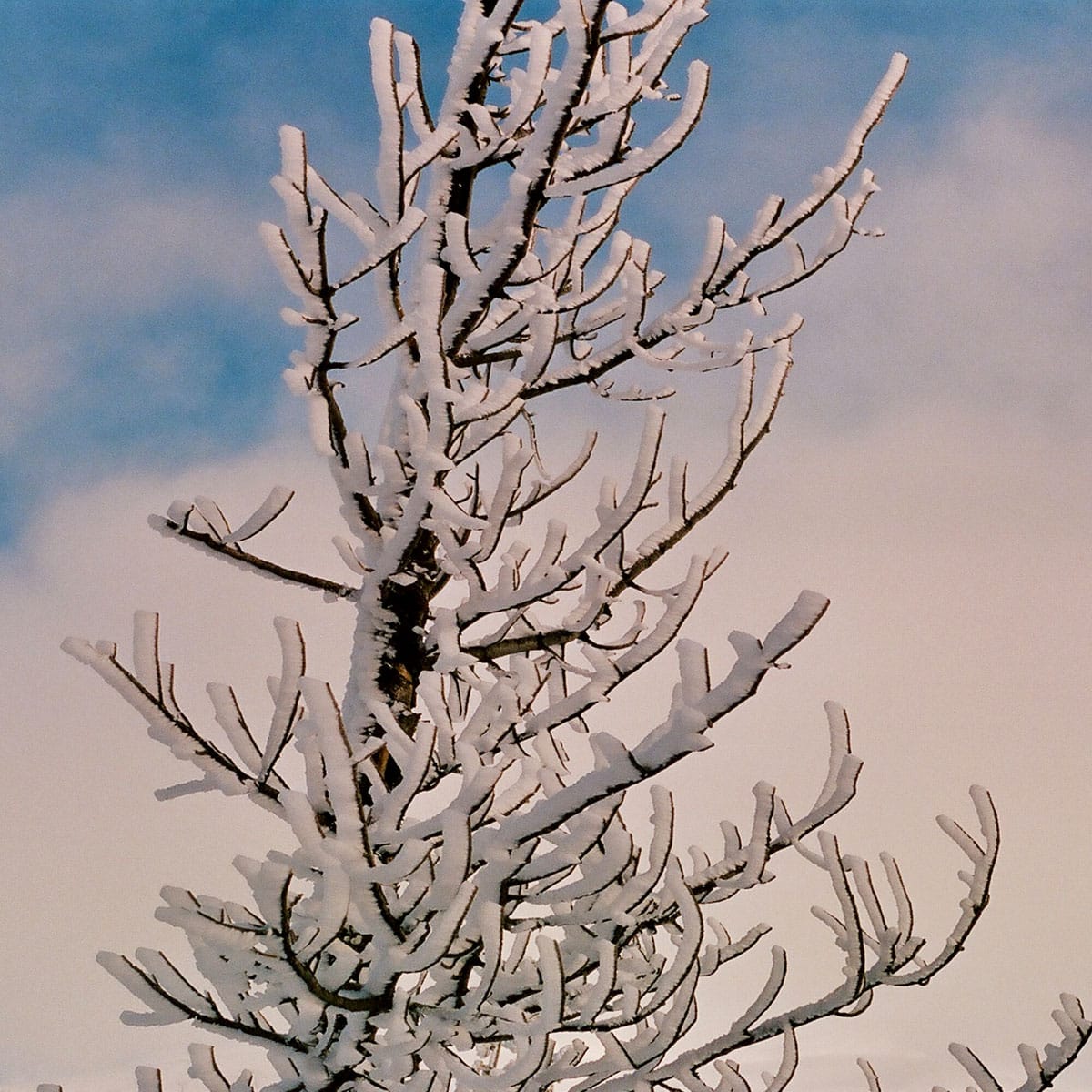 Mount Hood Travel Story on 35mm Film by Curtis Heikkinen