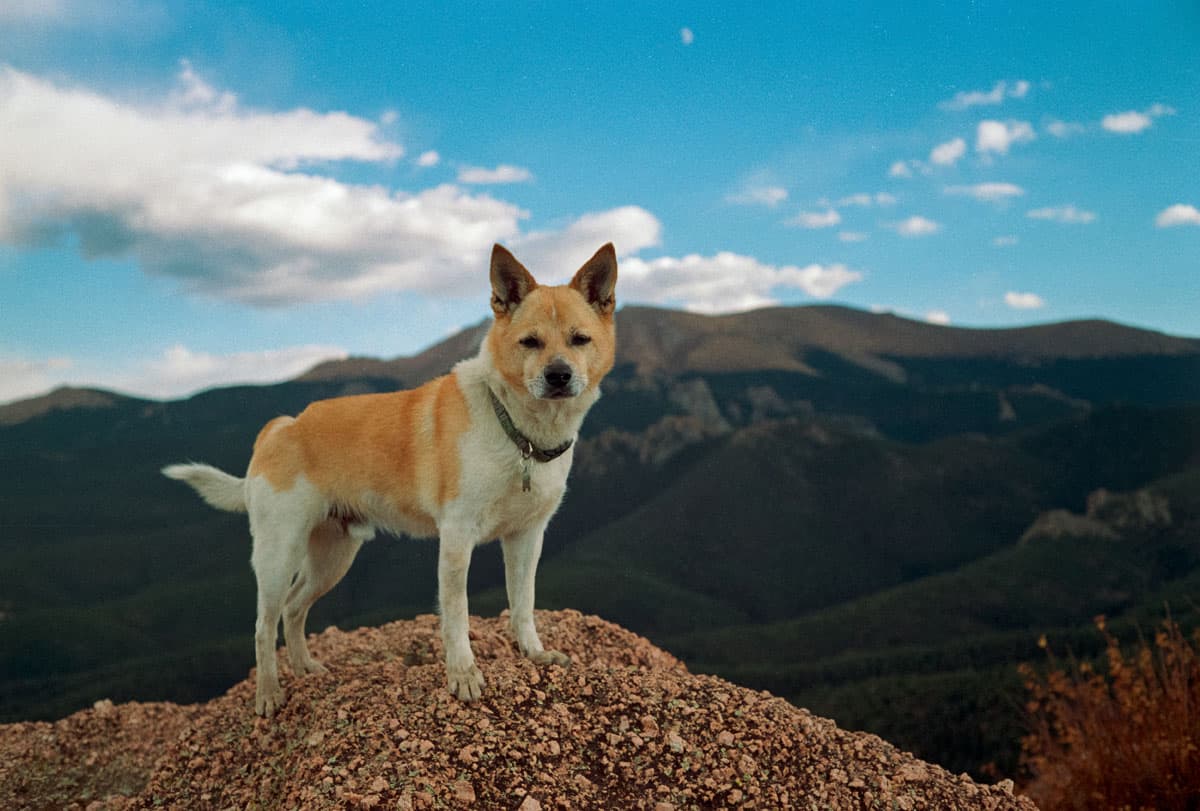 How to Repair Your Own Film Camera by Tyler Mattas on Shoot It With Film