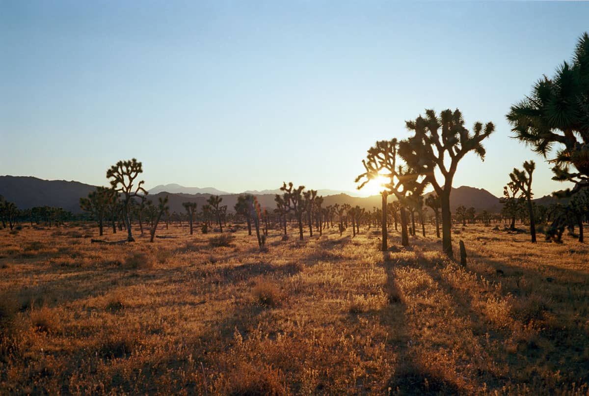 How to Repair Your Own Film Camera by Tyler Mattas on Shoot It With Film