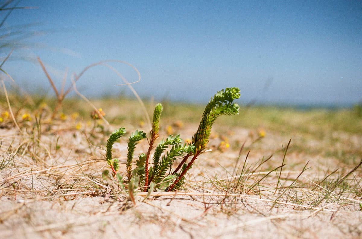 Spring Light in Ireland on 35mm Film by Enes Ozbayoglu on Shoot It With Film