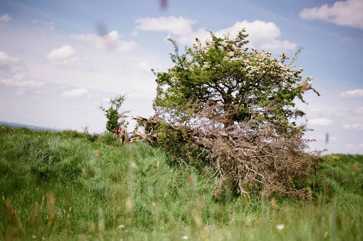 Spring Light in Ireland on 35mm Film by Enes Ozbayoglu on Shoot It With Film