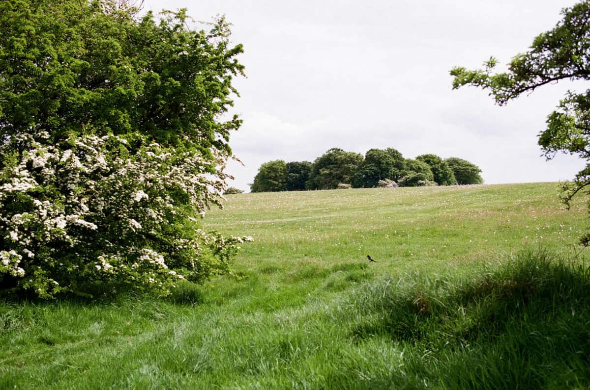 Spring Light in Ireland on 35mm Film by Enes Ozbayoglu on Shoot It With Film