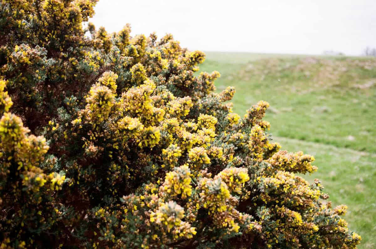 Spring Light in Ireland on 35mm Film by Enes Ozbayoglu on Shoot It With Film