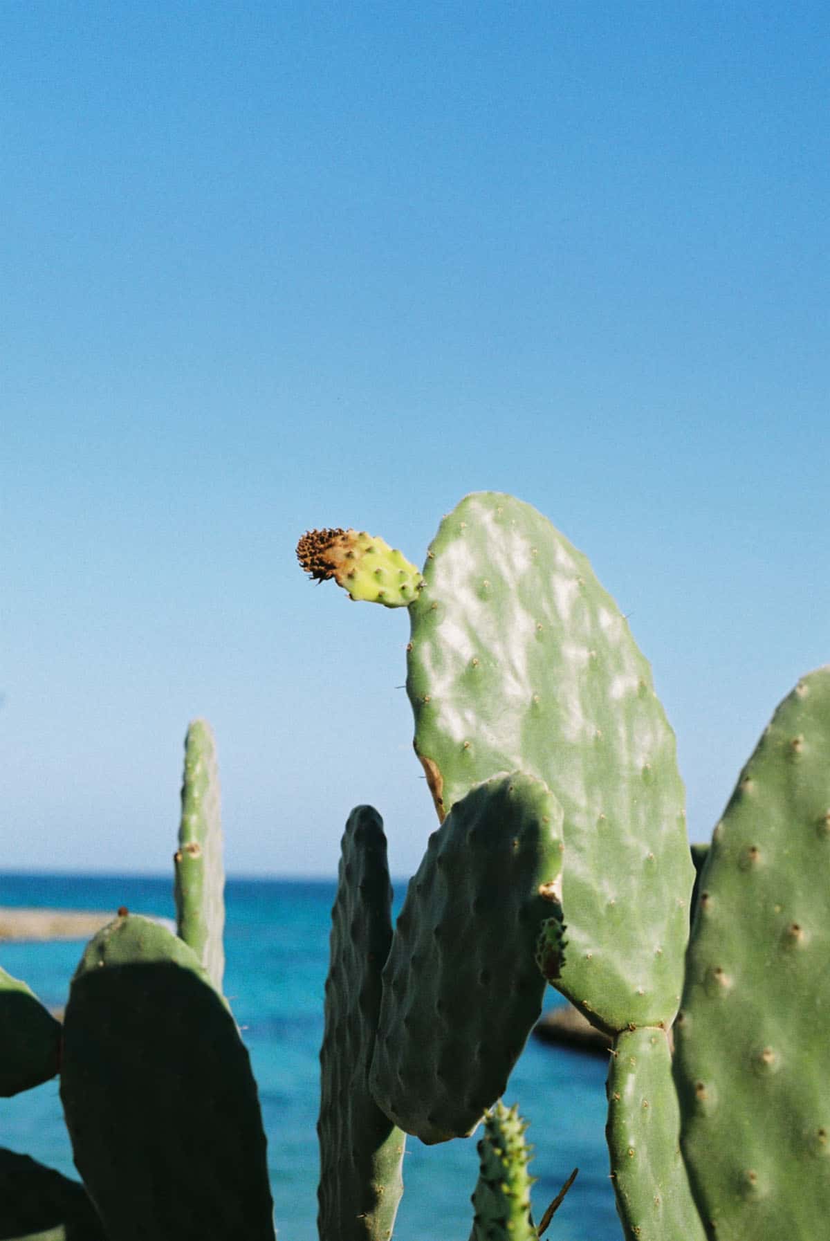 A Portrait of Apulia on 35mm Film by Anna Roesch on Shoot It With Film