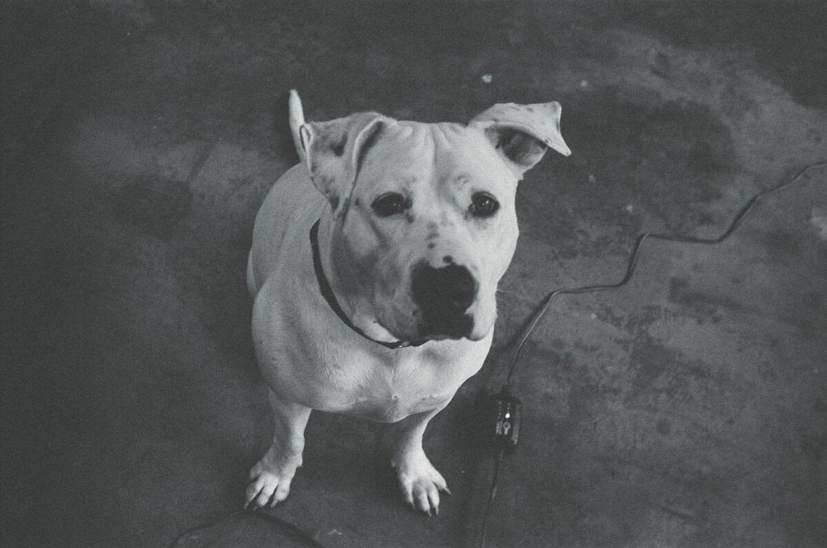 12 Months on Film by Katya Rowny on Shoot It With Film