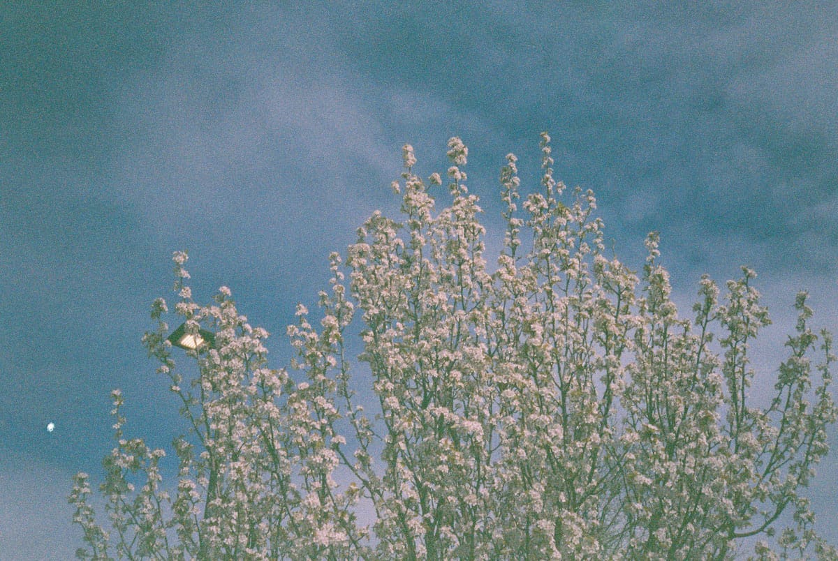 12 Months on Film by Katya Rowny on Shoot It With Film