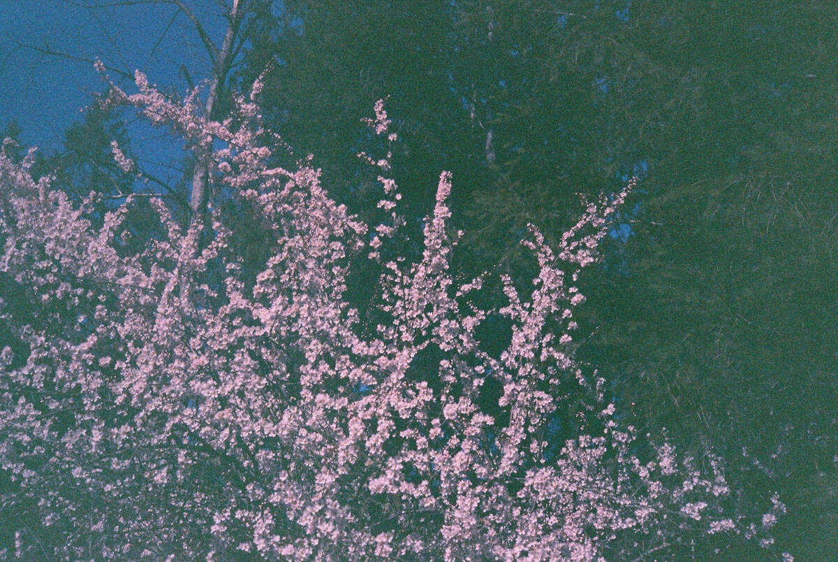 12 Months on Film by Katya Rowny on Shoot It With Film