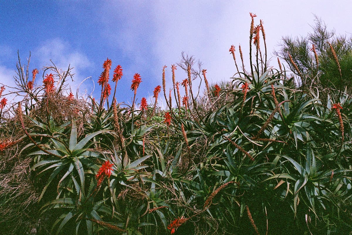 Holiday in Portugal on 35mm Film by Jean-Christophe Villefranche on Shoot It With Film