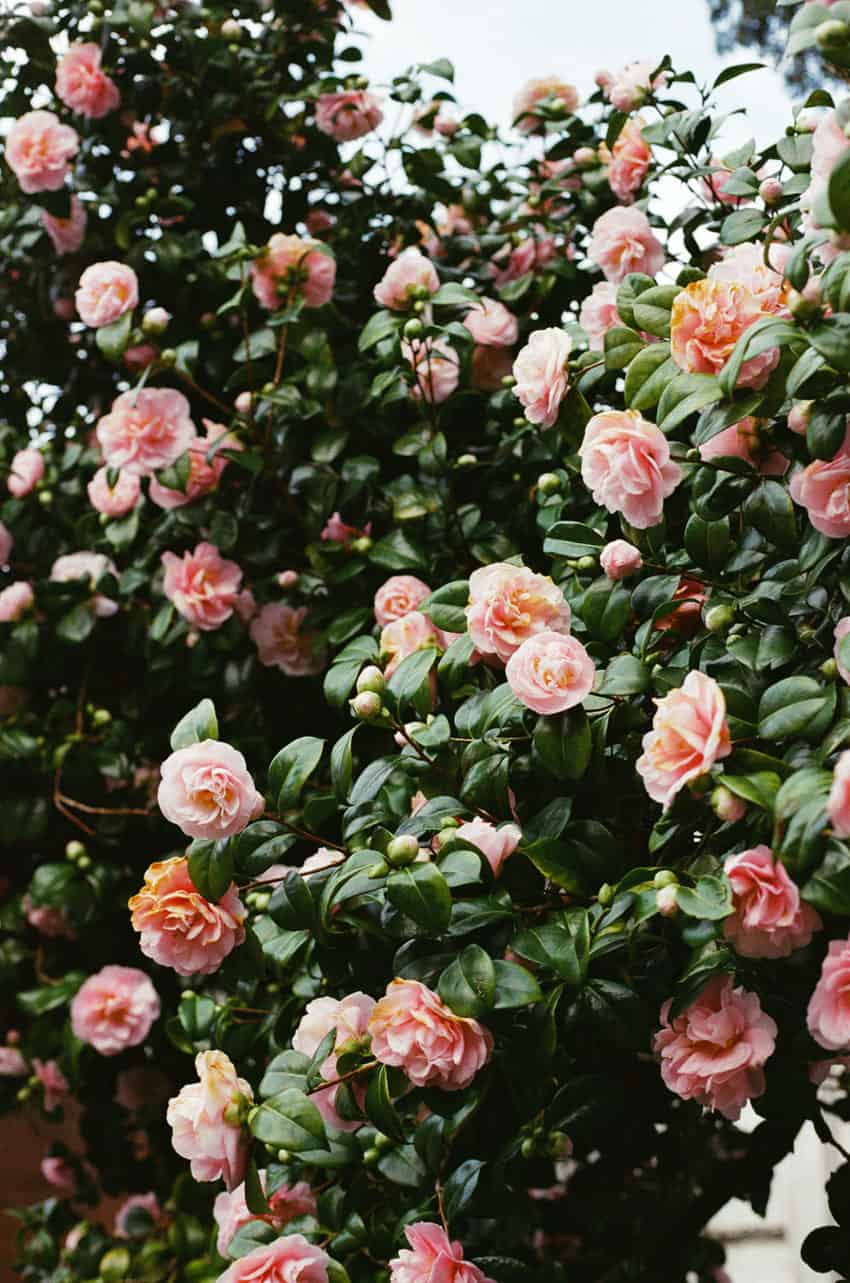 Ireland's Coast Travel Story on 35mm Film by Olivia Rutt on Shoot It With Film