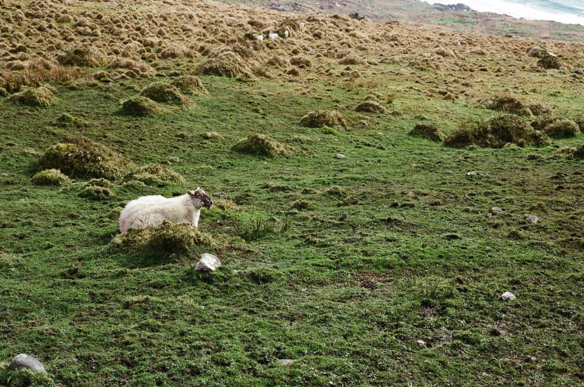Ireland's Coast Travel Story on 35mm Film by Olivia Rutt on Shoot It With Film