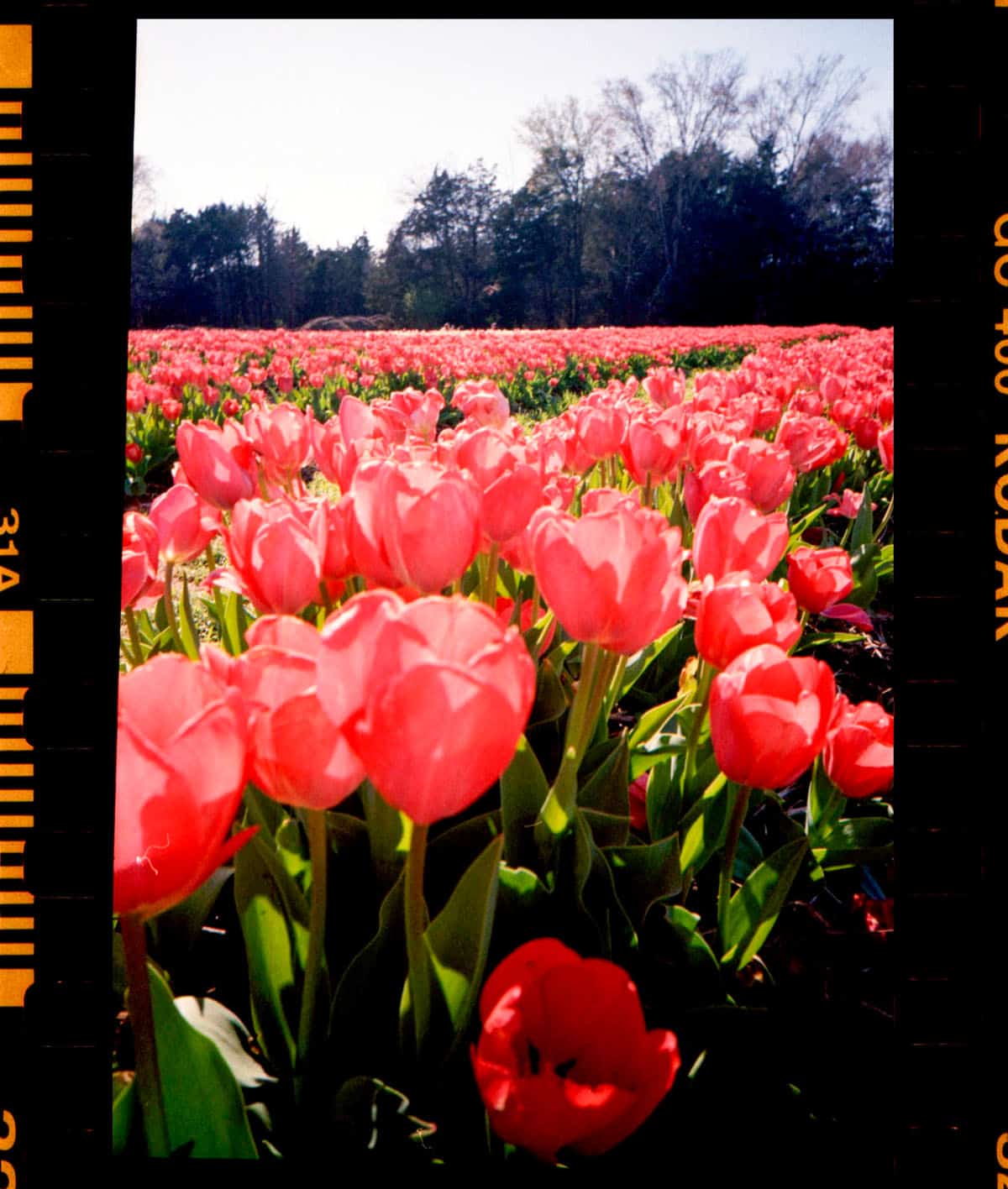 Kodak Snapic A1 35mm Point and Shoot Film Camera Review on Shoot It With Film