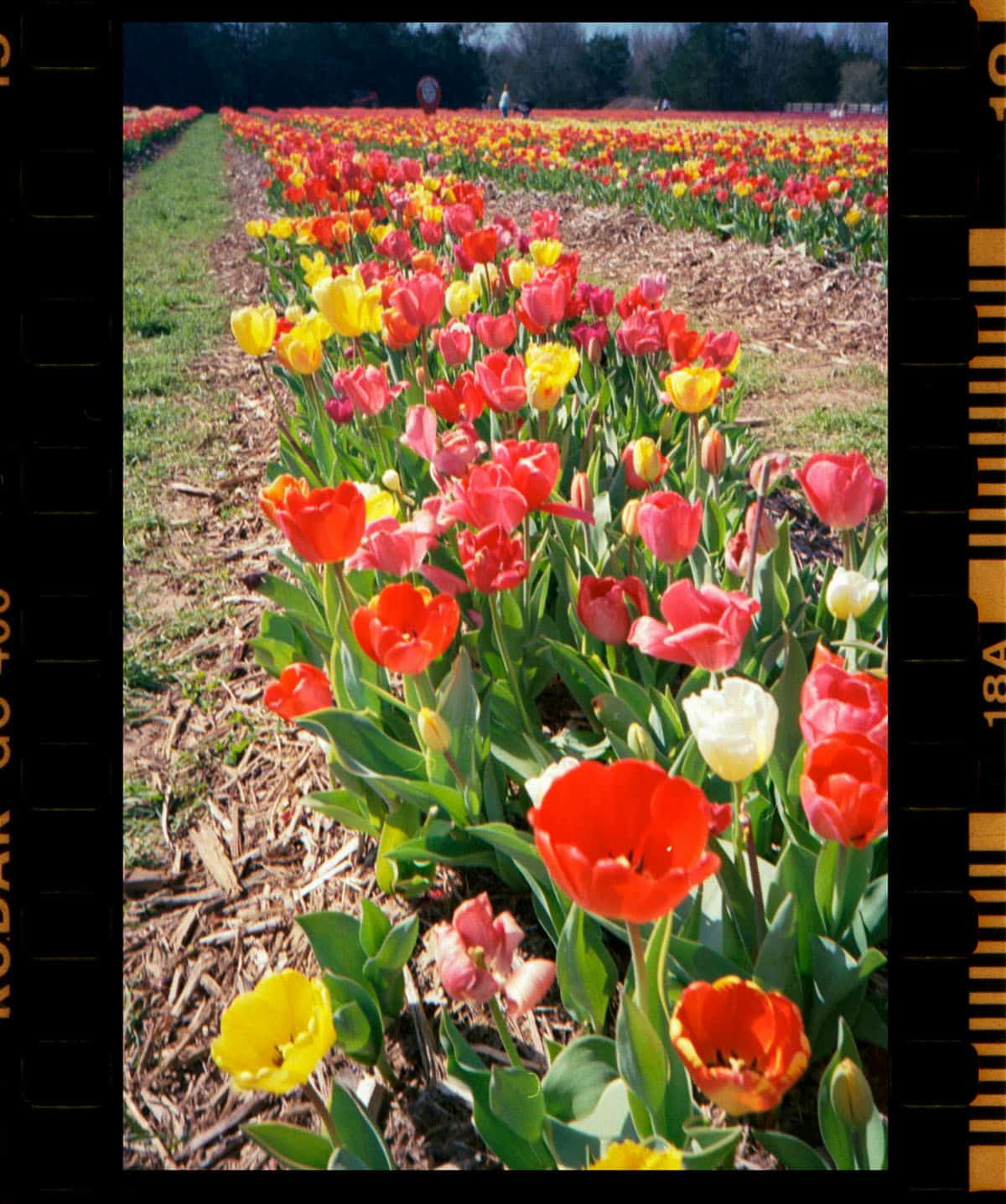 Kodak Snapic A1 35mm Point and Shoot Film Camera Review on Shoot It With Film