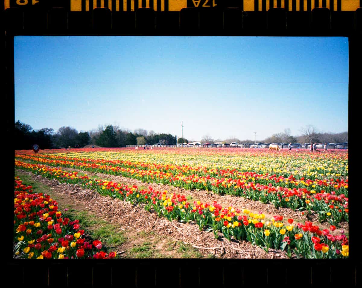 Kodak Snapic A1 35mm Point and Shoot Film Camera Review on Shoot It With Film