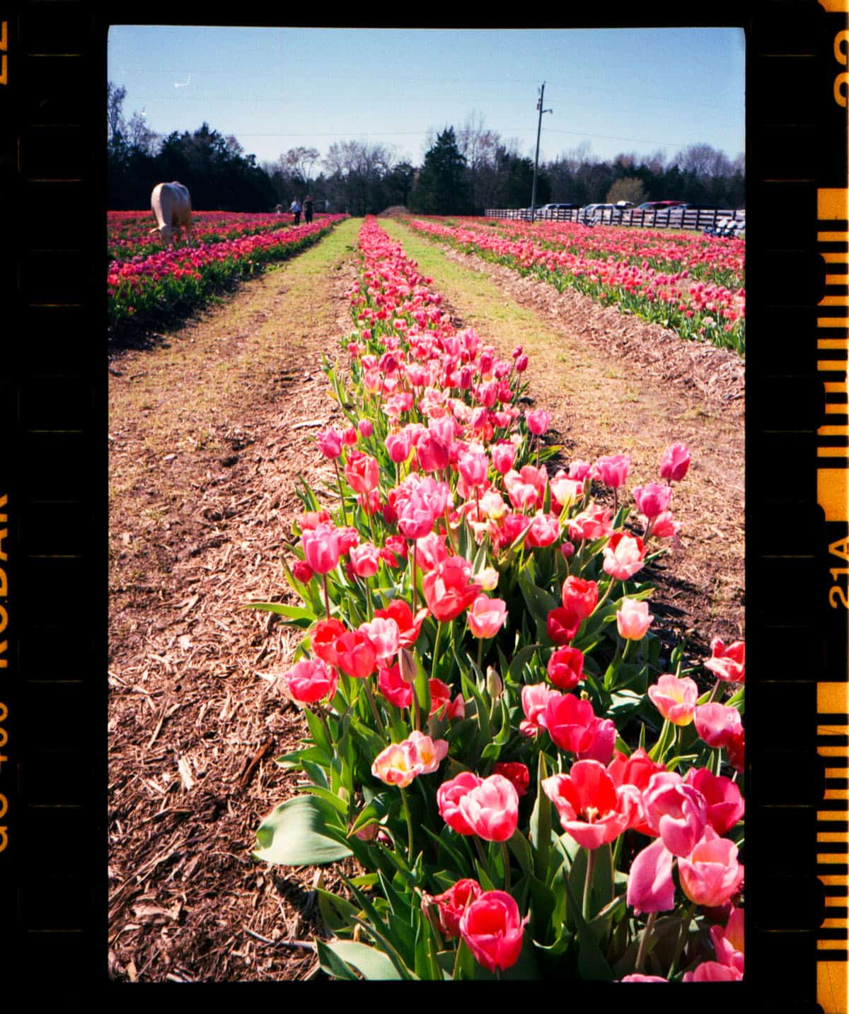 Kodak Snapic A1 35mm Point and Shoot Film Camera Review on Shoot It With Film