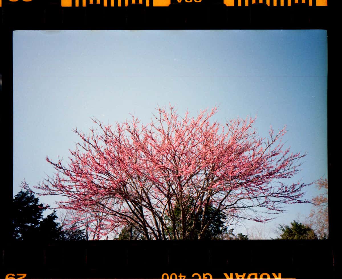 Kodak Snapic A1 35mm Point and Shoot Film Camera Review on Shoot It With Film