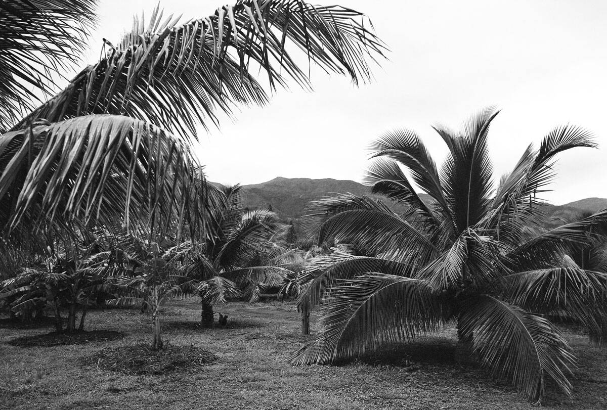 Maui Travel Story on Medium Format Film by Krishan Lewis on Shoot It With Film