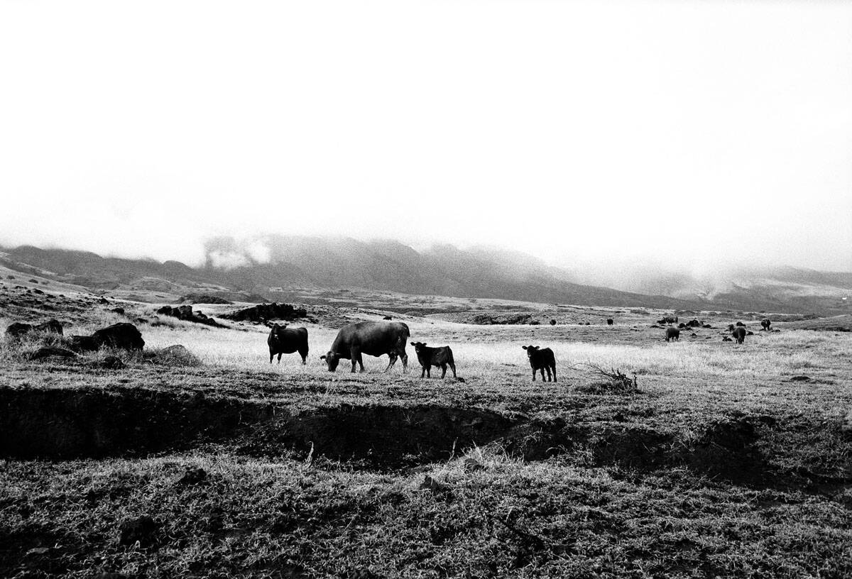 Maui Travel Story on Medium Format Film by Krishan Lewis on Shoot It With Film