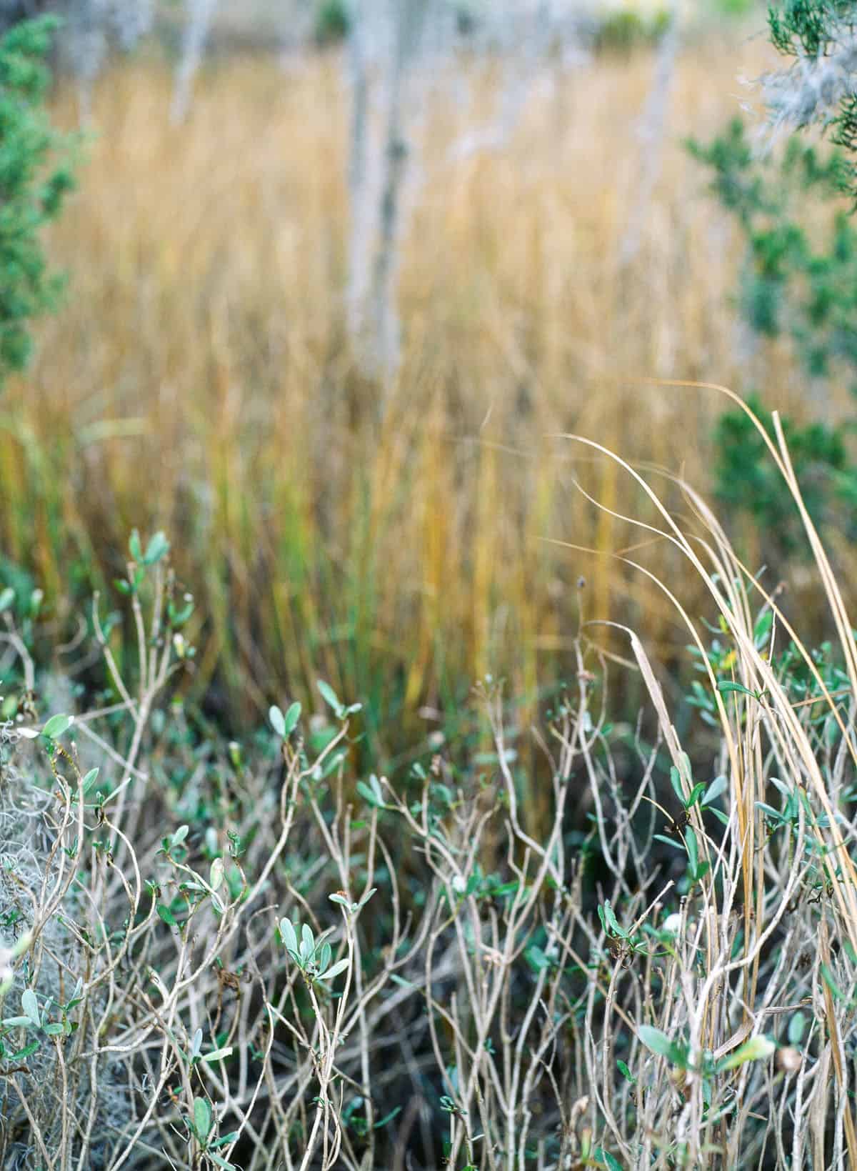 Phoenix II vs. Ektachrome: Is Harman’s Color Film a Slide Film Alternative? by Taylor Blanchard