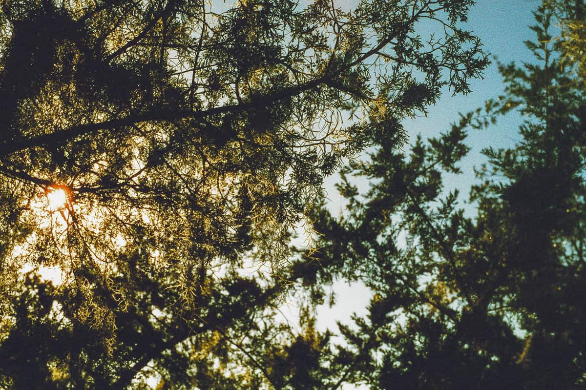 Phoenix II vs. Ektachrome: Is Harman’s Color Film a Slide Film Alternative? by Taylor Blanchard